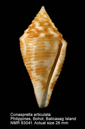 Conasprella articulata (2).jpg - Conasprella articulata (G.B.Sowerby,1873)